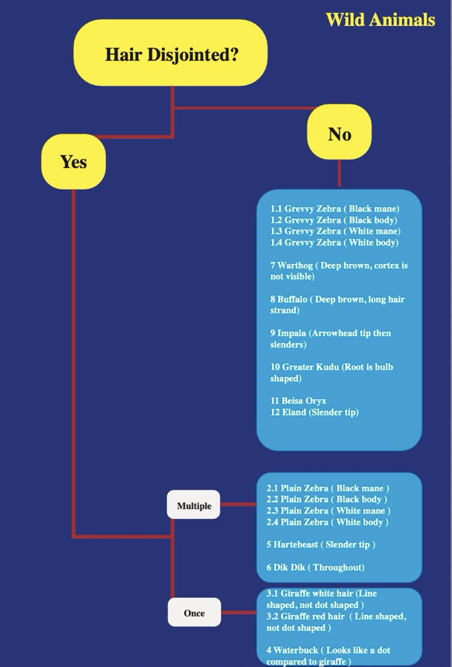 Hair identification decision tree for wild animal species at Lewa